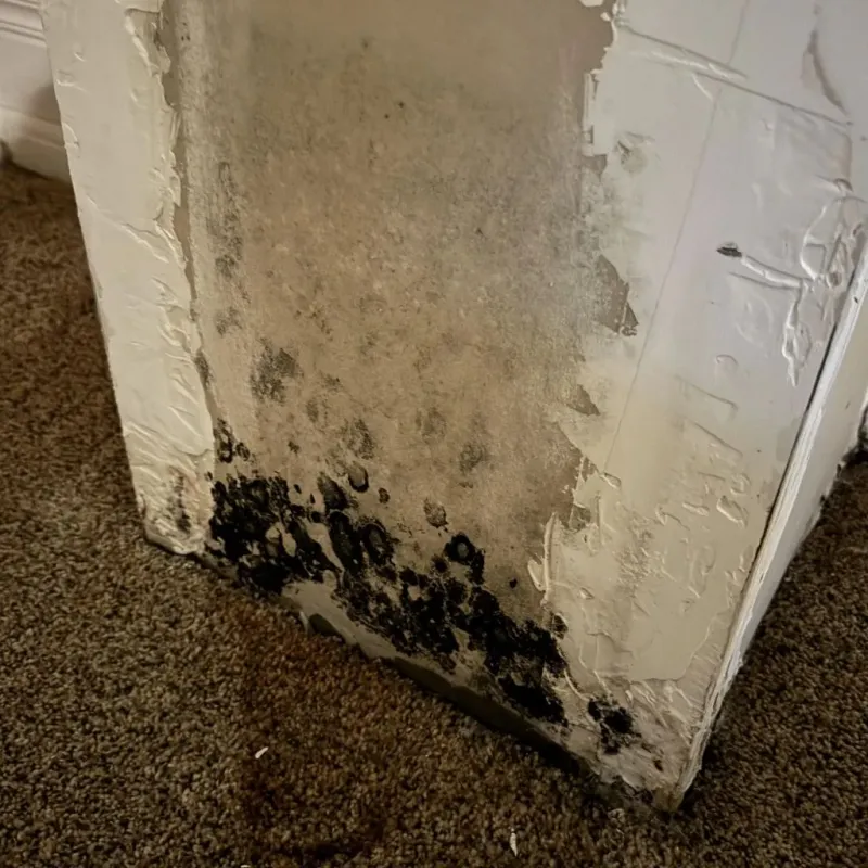 Professional Mold Removal in City of Norton, VA